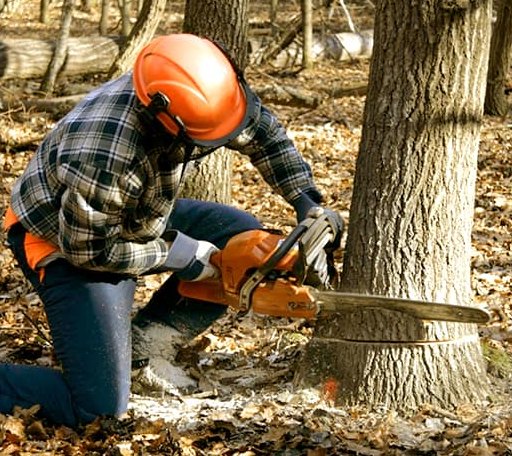 Tree Removal in Hampton, GA